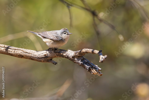 A Lucy's Warbler in Southern Arizona
