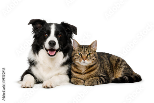 Canvas Print Border collie dog and tabby cat lying together isolated on white background