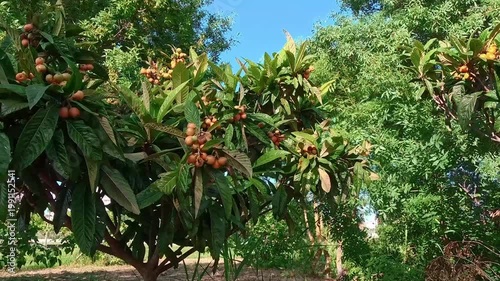 POV shot of ripe orange loquat fruits (Eriobotrya japonica) hanging on a tree with large green leaves. Close-up view of a mediterranean fruit garden under a clear blue sky on a sunny day.