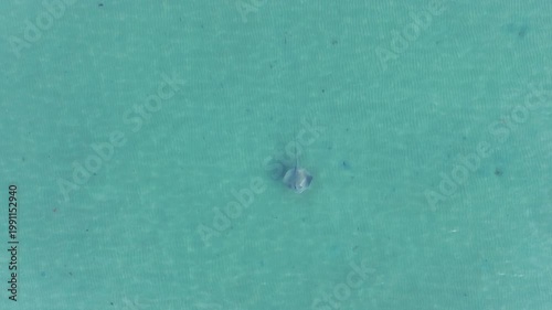 Cow tail ray swimming peacefully through blue water