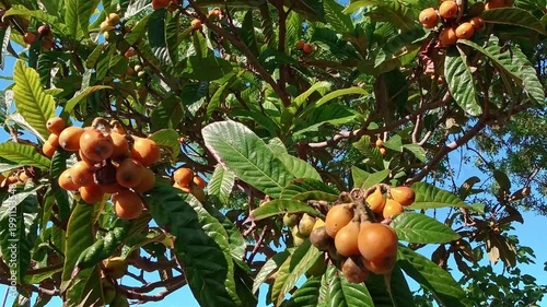 POV shot of ripe orange loquat fruits (Eriobotrya japonica) hanging on a tree with large green leaves. Close-up view of a mediterranean fruit garden under a clear blue sky on a sunny day.