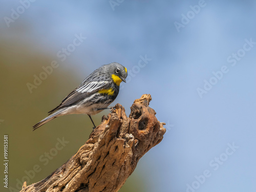 Audubon Yellow-rumped Warbler Male in Breeding Color