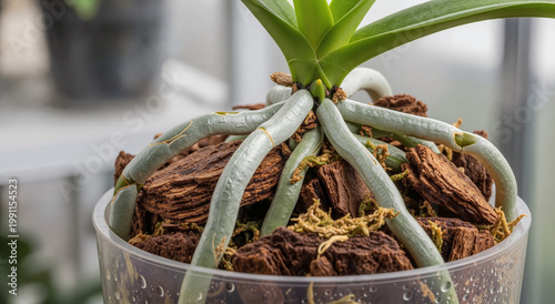 Close-up of healthy orchid roots in a transparent pot. Phalaenopsis plant with bark substrate and moss. Gardening and indoor plant care concept
