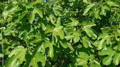 POV shot of lush green fig tree leaves under bright sunlight. Close-up view of the characteristic lobed foliage of a Ficus carica tree in a Mediterranean garden on a clear summer day.