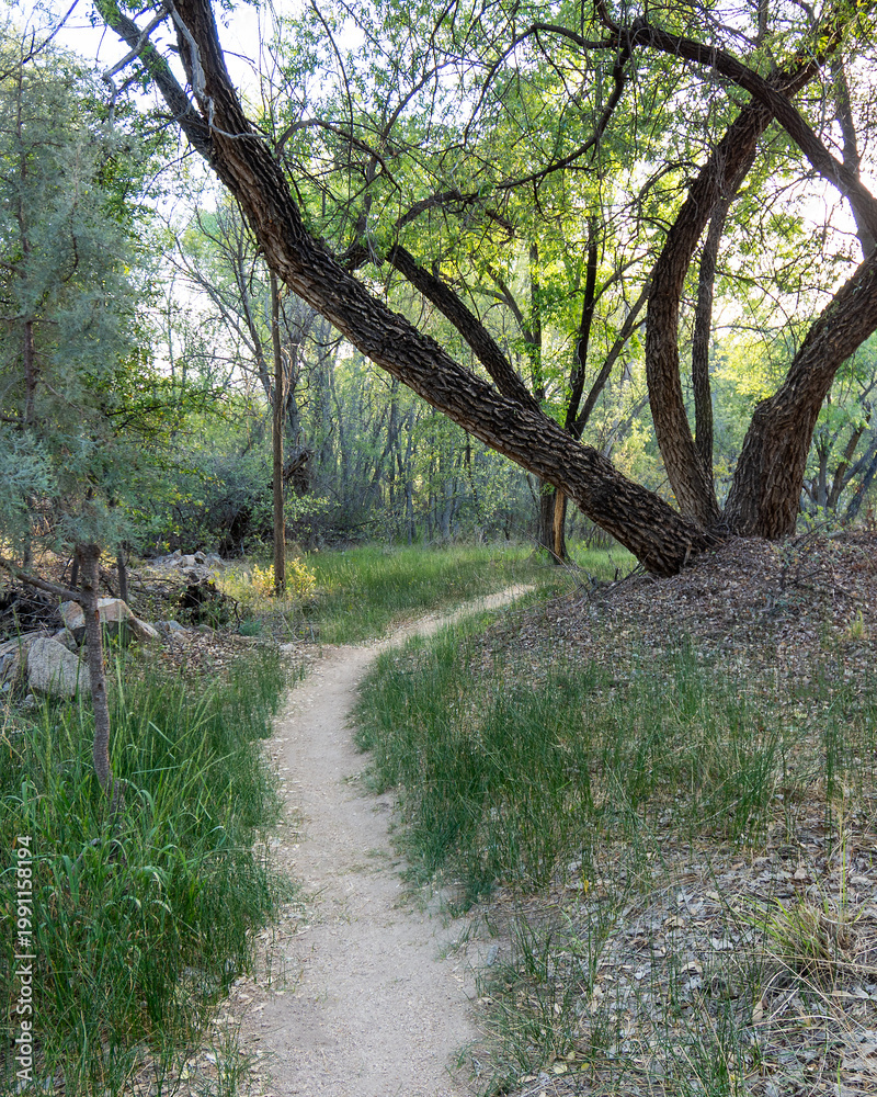 Fototapeta premium Winding Forest Trail with Dirt Path and Arching Trees – Scenic Nature Path