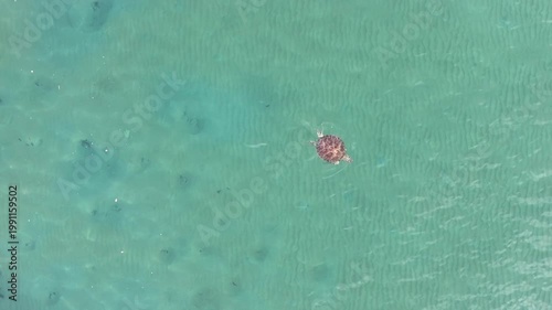 Turtle swimming in crystal clear water Australia