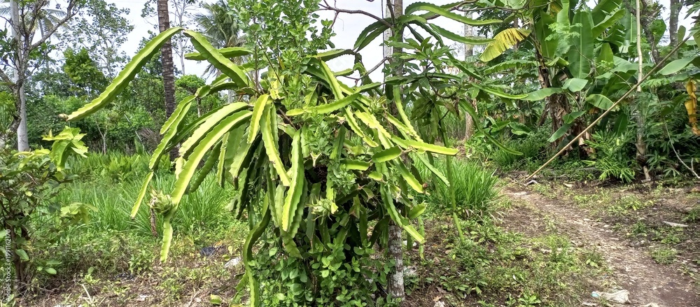 Obraz premium Winged Bean or Kecipir Plant Growing In Tropical Backyard