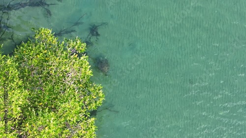 Turtle swimming mangroves Australia beautiful calming