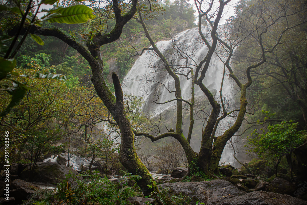 Fototapeta premium Dramatic tropical waterfall seen through twisted trees in misty rainforest. Moody natural landscape with lush vegetation, rocks, and flowing water, ideal for adventure and nature themes.