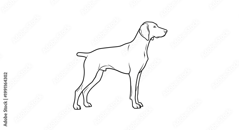 Fototapeta premium Graceful vector outline of a weimaraner in a classic pointing stance. transparent.