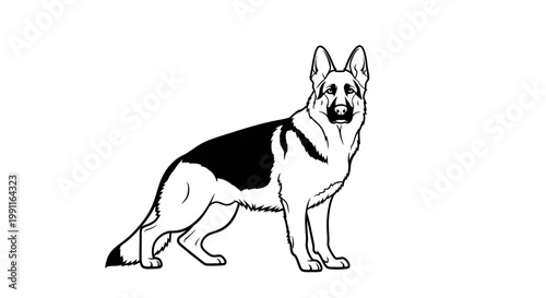 Commercially valuable vector silhouette of a vigilant German shepherd dog. transparent.