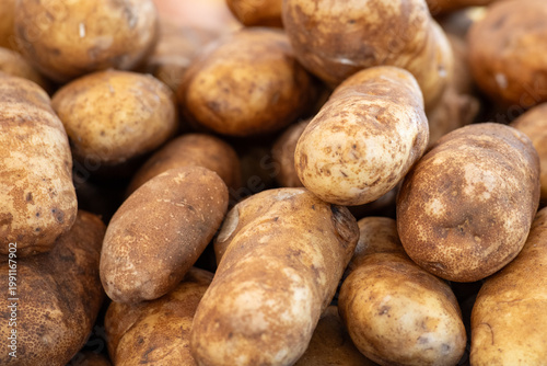 Tableau sur toile Multiple white medium-sized tuber potatoes on a stainless-steel table in a kitchen