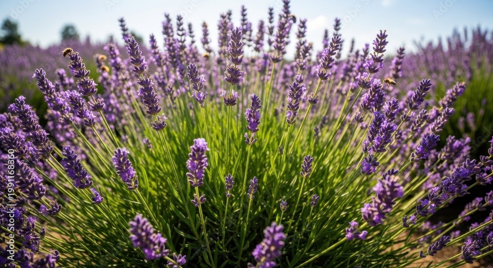 Obraz premium Lavender flowers blooming in vibrant purple against a sunny sky