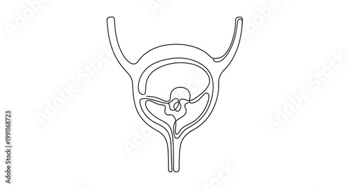 Abstract outline drawing of the human bladder and urethra, representing the urinary system's intricate internal structure