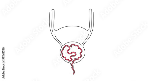 A stylized line drawing of a human bladder with internal tubes representing the urinary tract, emphasizing medical illustration of internal anatomy