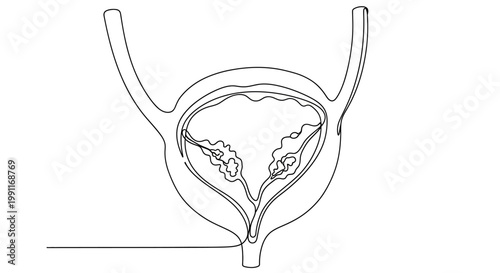 Single continuous line drawing of a human urinary bladder and ureters, medical diagram illustration of internal organs and anatomy in minimalist style