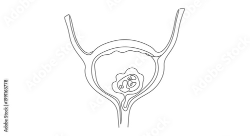 Anatomical illustration of the female reproductive system showcasing the uterus with an early-stage fetus inside, indicating pregnancy