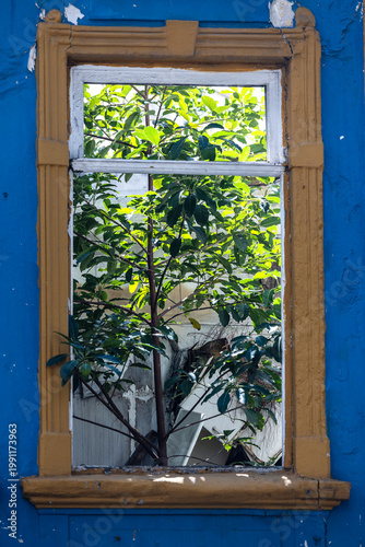 Windows of old and abandoned  house with invasion of plants. Sao Paulo city, Brazil