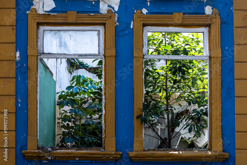 Windows of old and abandoned  house with invasion of plants. Sao Paulo city, Brazil