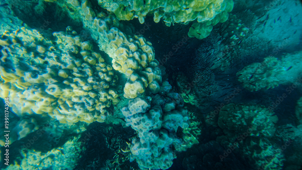 Fototapeta premium Reef under the sea in Myanmar sea