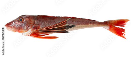 Obraz na plátne ホウボウ（魴鮄） 全身の切り抜き。新鮮な高級魚・魚介類・お食い初め・和食の食材 (Bluefin searobin whole body isolated