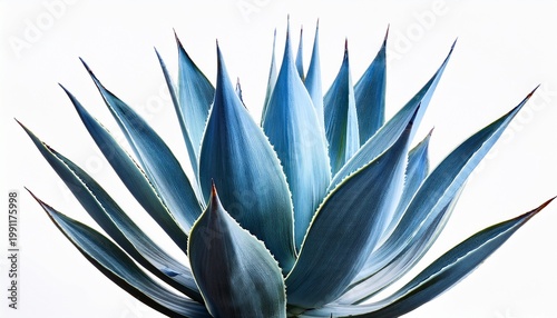 Blue Agave Aloe Vera Plant Isolated On A White Background