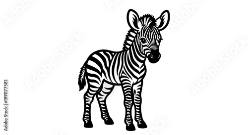 Baby Zebra Standing Alone Looking Curious.