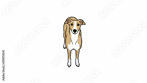Whippet Dog Illustration Standing Isolated on White Background