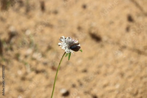 Photos Common Grass Blue Butterfly (Zizina otis) feeding on Sixalix atropurpurea nectar