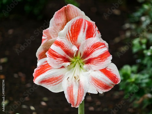 Fotografie Striking combination of red and white amaryllis with artistic effects for festiv