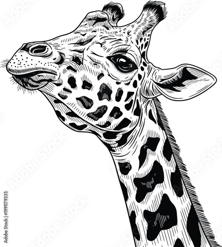 Detailed black and white hand drawn giraffe head illustration.