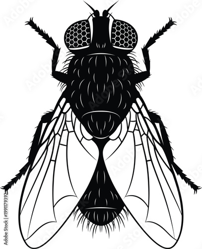 Detailed black and white illustration of a common housefly.