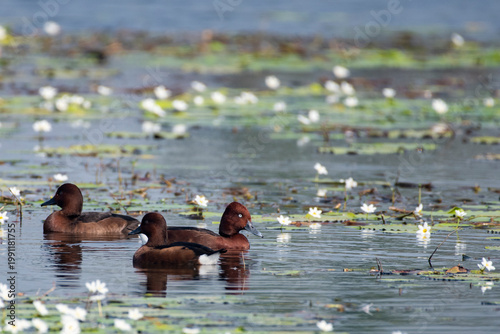 Ferruginous ducks swimming calmly on a small still water body