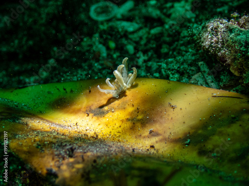 Foto Phyllodesmium nudibranch