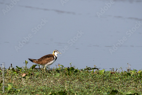 Pheasant-tailed jacana resting beside a calm freshwater wetland