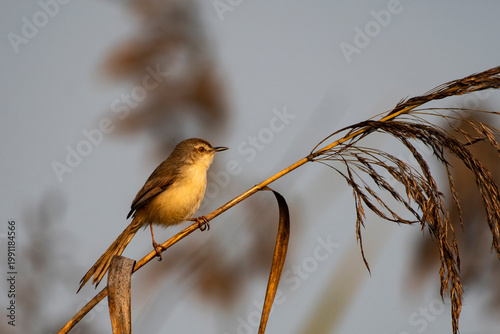 Long-tailed Prinia perched on a delicate branch in natural habitat