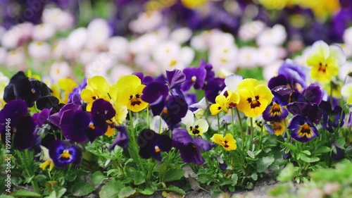 Colorful garden pansy flowers moving in the wind. Beautiful summer flower background in the park. Group of blossoming viola tricolor in the flowerbed. Close up of vibrant spring pansies in the garden.