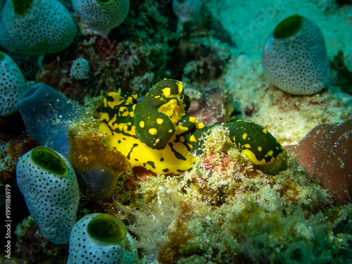 Bild auf Leinwand Gardiner's Nudibranch, Banana nudibranch