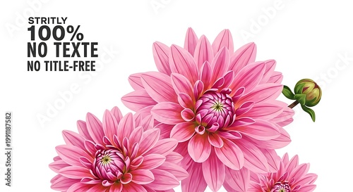 Pink Dahlia Flowers Botanical Illustration on White Background