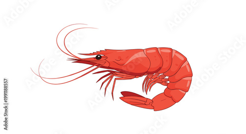 Realistic illustration of a single red cooked shrimp or prawn showing its curved body and detailed legs and antennae.