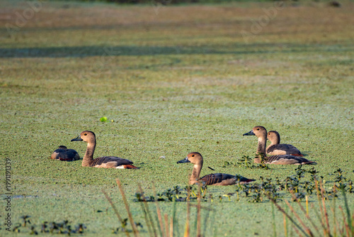 Lesser whistling ducks foraging on calm water surface in natural wetland habitat
