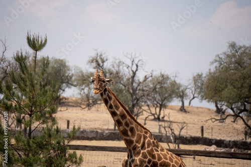 Giraffe standing in open landscape with trees and natural habitat