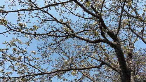 青空のもと咲く桜