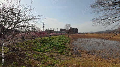 河津桜の並木遠くから