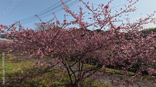 朝の田舎の河津桜