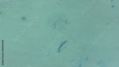 shark swimming in crystal clear water Australia coastline