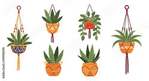 Collection of Hanging Macrame Planters with Green Plants, Isolated on White Background