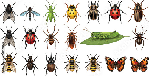 Realistic Insect Collection Illustration with Beetles, Flies, Bees, Butterflies, and Grasshopper for Biology Education and Wildlife Design