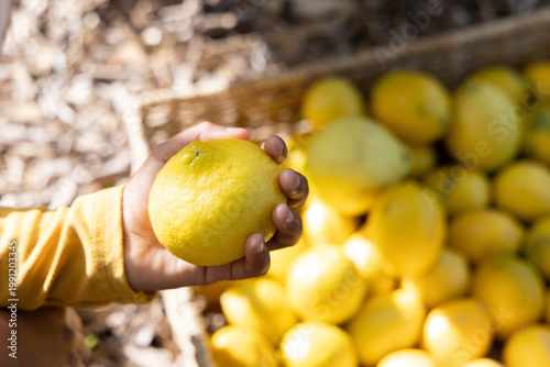 Adult hand in longsleeve yellow holding, inspecting citrus by crate on straw at market, copy space
