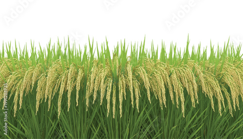 Golden rice field with green stalks and mature grains food production ear of rice field crop seed head growth stage root vegetable agriculture